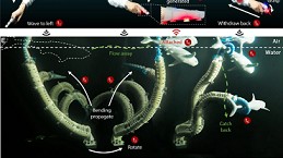 Cánh tay robot mềm lấy cảm hứng từ vòi bạch tuộc