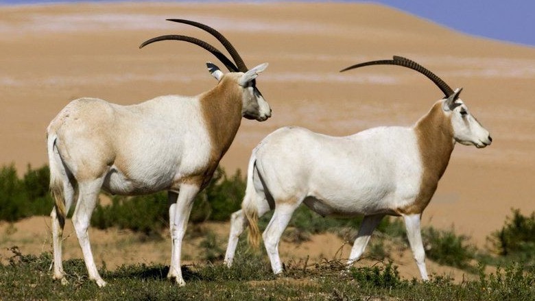 Loài linh dương sừng kiếm hồi sinh kỳ diệu, 510 con được sinh ra trong tự nhiên