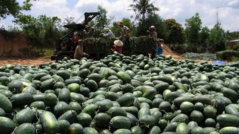 Xuất khẩu ngày 18-24/12: Thêm một loại quả đi đường chính ngạch vào thị trường Trung Quốc; quốc gia nào đang mua mạnh tay 'vàng đen' của Việt Nam?