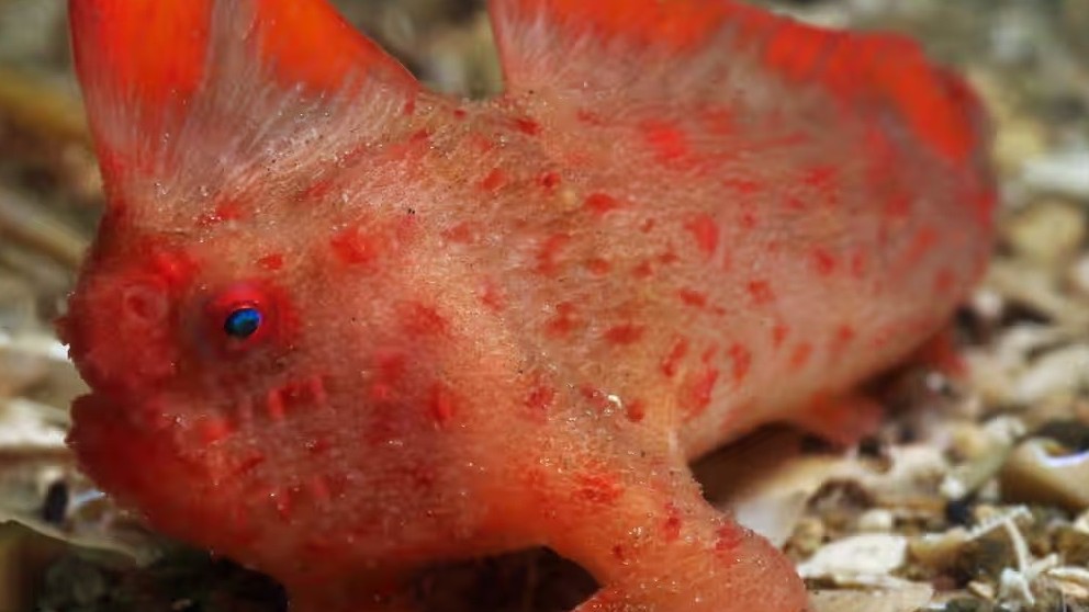 Australia nỗ lực và hành động khẩn cấp, không để loài cá tay đỏ bị tuyệt chủng