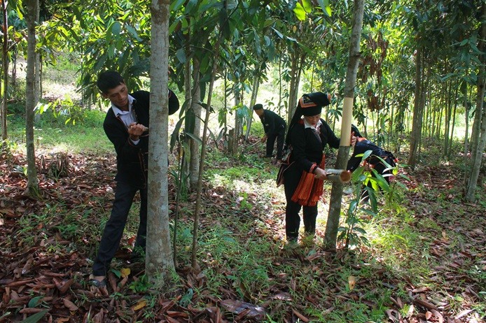 Cây quế giúp người Dao xóa đói, giảm nghèo Cây quế giúp người Dao xóa đói, giảm nghèo