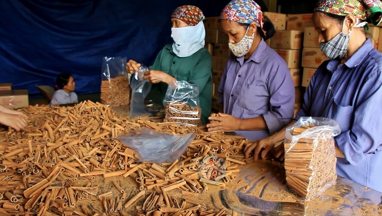 Cây quế giúp người Dao xóa đói, giảm nghèo Cây quế giúp người Dao xóa đói, giảm nghèo