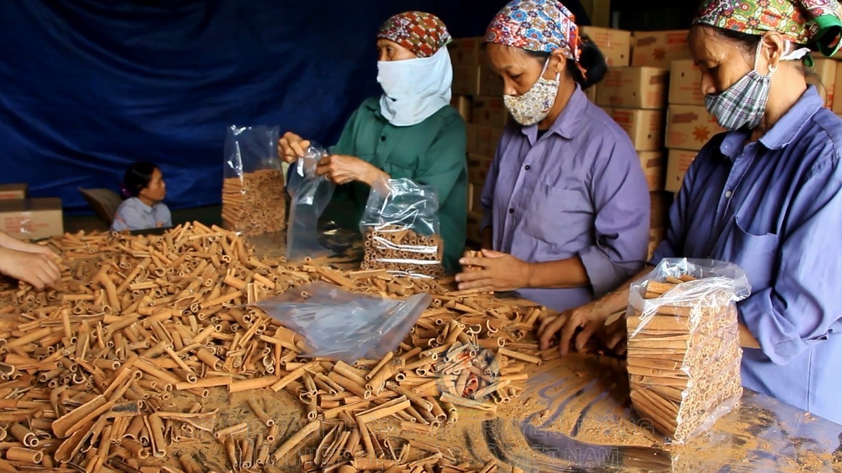Cây quế giúp người dân tộc Dao ở Yên Bái xóa đói, giảm nghèo