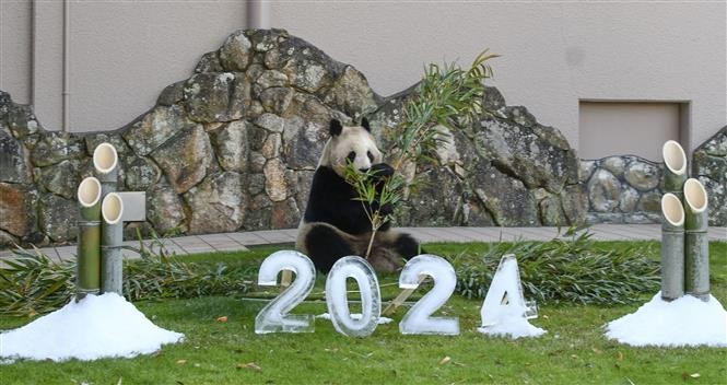  Hoa giấy bay trong lễ tổng duyệt ngày 29/12/2023, chuẩn bị cho Lễ hội hoa giấy thường niên sẽ được diễn ra vào thời khắc Giao thừa trên Quảng trường Thời đại ở New York, Mỹ. Ảnh: AFP/TTXVN   Hoa giấy bay trong lễ tổng duyệt ngày 29/12/2023, chuẩn bị cho Lễ hội hoa giấy thường niên sẽ được diễn ra vào thời khắc Giao thừa trên Quảng trường Thời đại ở New York, Mỹ. Ảnh: AFP/TTXVN   Hoa đào đông nở rộ tại Vân Nam, Trung Quốc, ngày 23/12/2023. Ảnh: THX/TTXVN   Hoa đào đông nở rộ tại Vân Nam, Trung Quốc, ngày 24/12/2023. Ảnh: THX/TTXVN   Trang trí đón chào Năm mới tại San Carlos, California, Mỹ. Ảnh: THX/TTXVN   Trang trí chào đón Năm mới 2024 tại công viên giải trí ở Wakayama, Nhật Bản. Ảnh: Kyodo