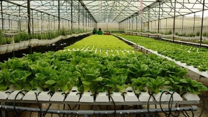 TP. Hồ Chí Minh hướng tới mục tiêu trở thành trung tâm nông nghiệp công nghệ cao