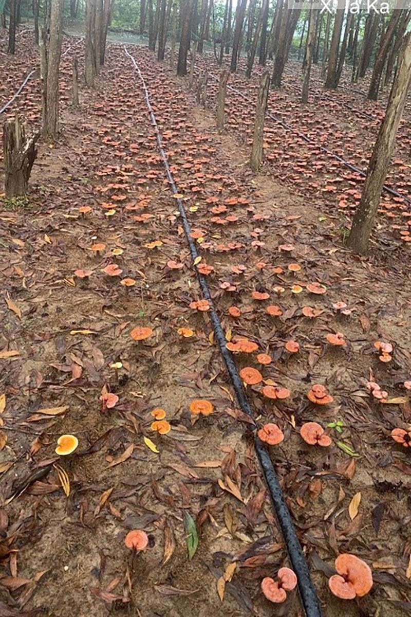 Vườn Nấm Linh Chi dưới tán rừng. Ảnh: Công ty Minh Khánh Gia Lai Vườn Nấm Linh Chi dưới tán rừng. Ảnh: Công ty Minh Khánh Gia Lai