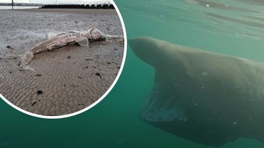 Anh: Sinh vật kỳ lạ kích thước khổng lồ dạt bờ biển được xác định là loài cá mập phơi