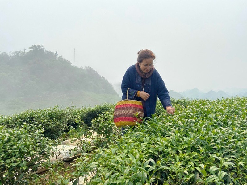 Trà sư Ngô Thị Thanh Tâm trực tiếp lựa chọn những búp trà tinh tuý.