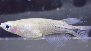 Indonesia: Loài cá kỳ lạ đổi màu đen khi tức giận