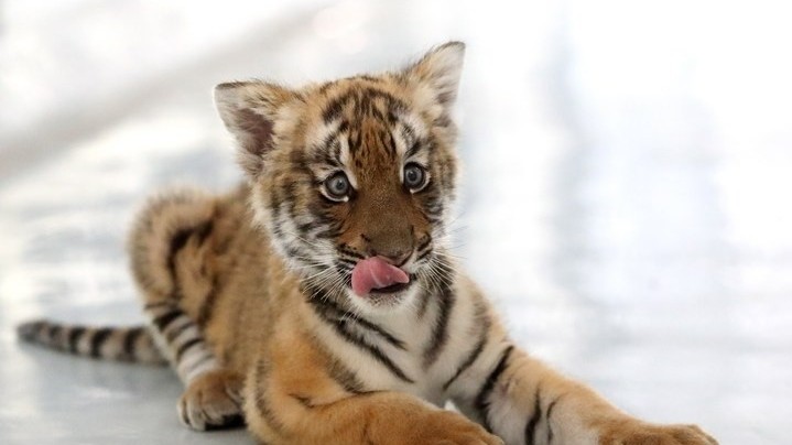 Trung Quốc: Hổ Hoa Nam quý hiếm nguy cơ tuyệt chủng cao sinh 3 thành công