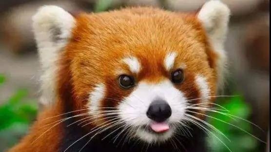 Australia cho sinh sản thành công một 'bé' gấu trúc đỏ