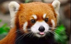 Australia cho sinh sản thành công một 