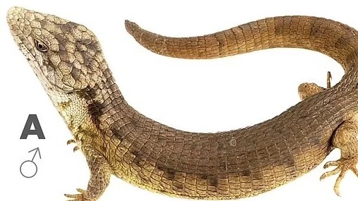 Mexico phát hiện loài thằn lằn hoàn toàn mới, đang có nguy cơ tuyệt chủng