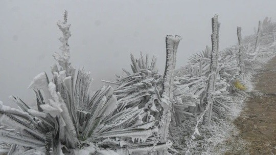 Một số hình ảnh băng giá trắng xóa phủ kín đỉnh Mẫu Sơn và chùa Đồng Yên Tử