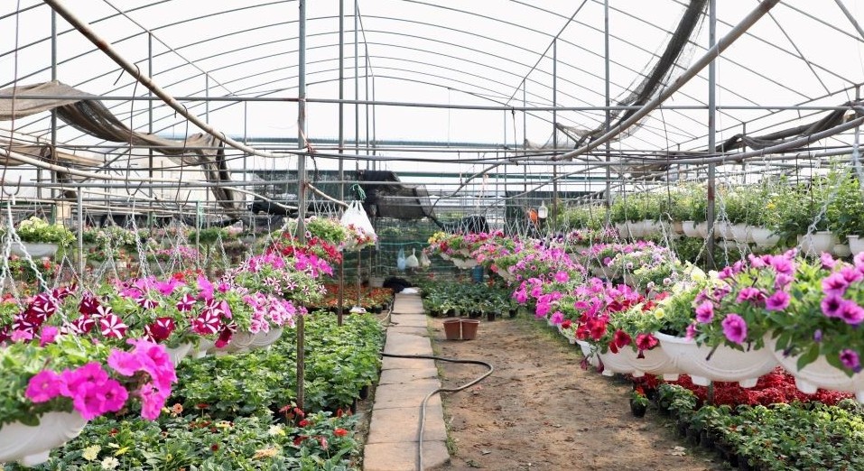 Những làng hoa sôi động chuẩn bị cho Tết Nguyên đán 2024