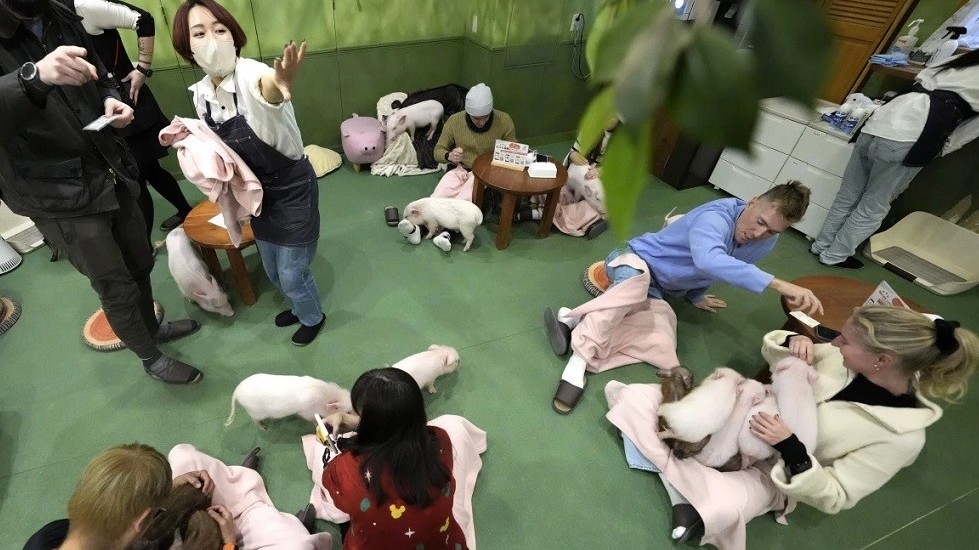 Nhật Bản: Độc đáo quán cà phê với những chú lợn siêu nhỏ hút du khách trong nước và quốc tế