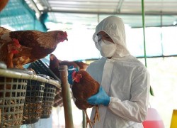 Lào phát hiện dịch cúm gia cầm H5N1