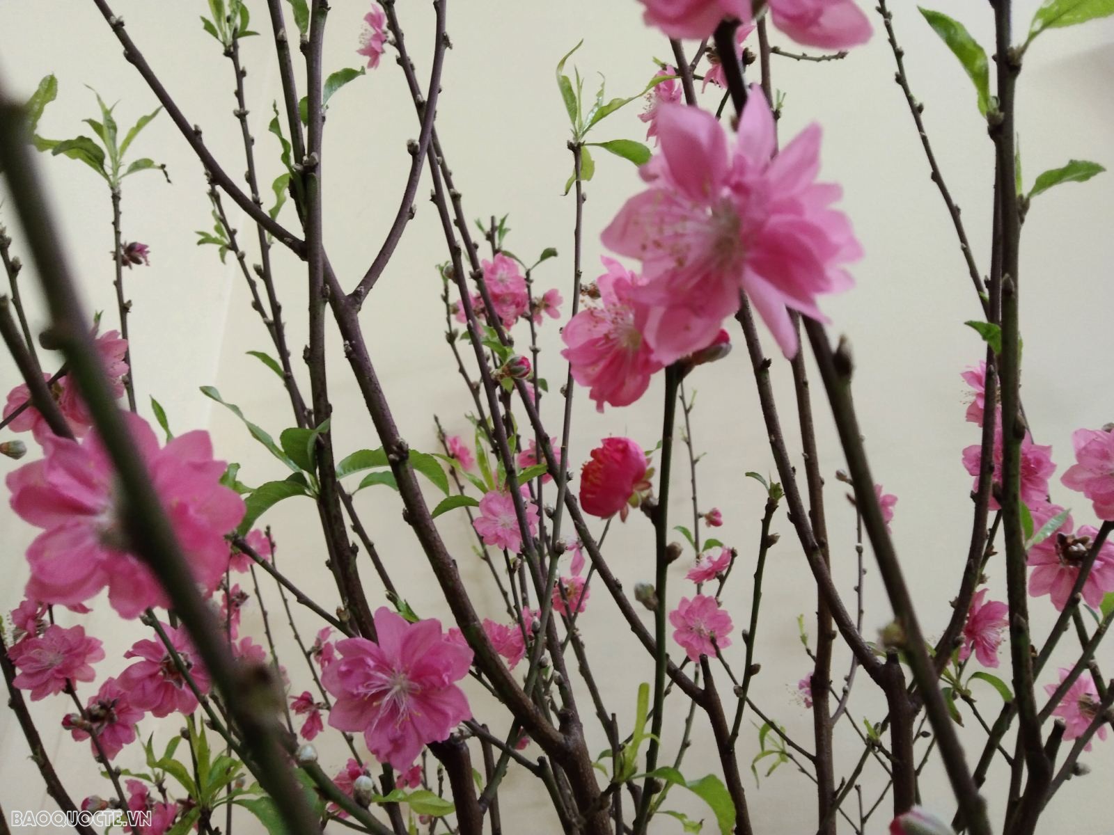 Sáng mùng 1 Tết Nguyên đán 2024 làm gì để may mắn cả năm? Sáng mùng 1 Tết Nguyên đán 2024 làm gì để may mắn cả năm?