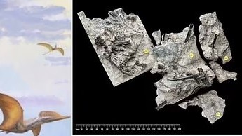 Scotland phát hiện phần hóa thạch còn lại của loài bò sát bay trên một tảng đá lớn