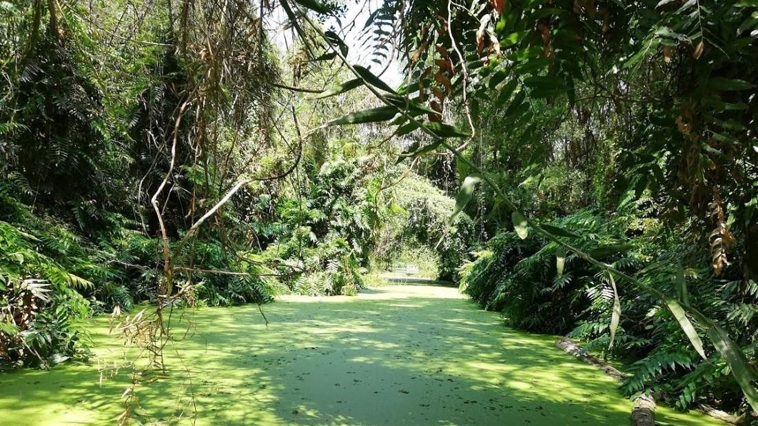 Khu Bảo tồn & Du lịch Sinh thái Đồng Tháp Mười: Kiệt tác thành lũy tự nhiên