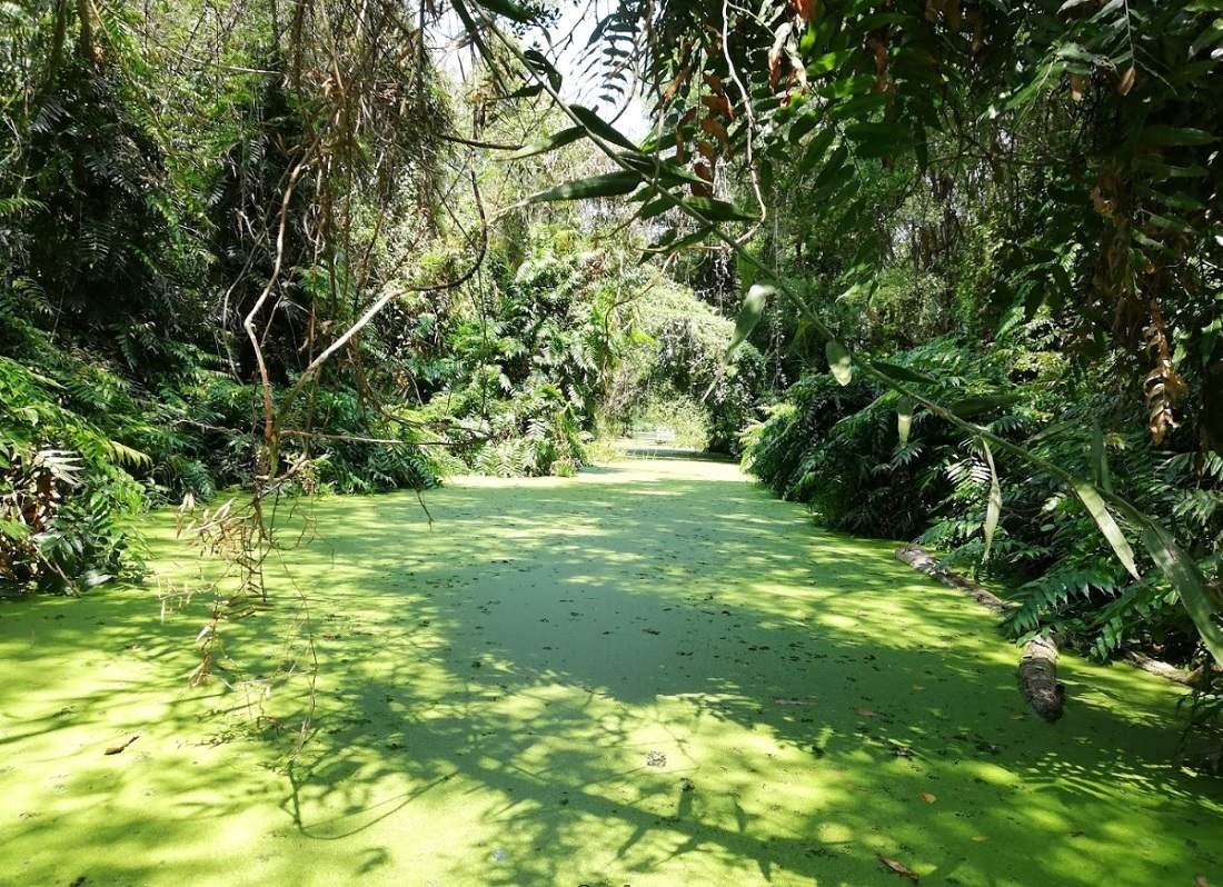 Nguyên sinh của một Khu bảo tồn sinh thái Đồng Tháp Mười Nguyên sinh của một Khu bảo tồn sinh thái Đồng Tháp Mười