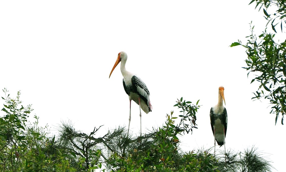 Thiên đường mới đã gọi tên Khu bảo tồn & Du lịch sinh thái Đồng Tháp Mười, một tác phẩm nghệ thuật sống động, hồn thuyền quyên rõ nét. Thiên đường mới đã gọi tên Khu bảo tồn & Du lịch sinh thái Đồng Tháp Mười, một tác phẩm nghệ thuật sống động, hồn thuyền quyên rõ nét.