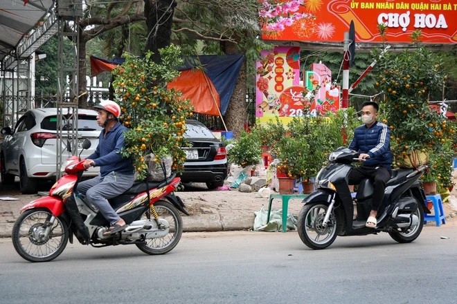 Một số người đi sắm đào, quất Tết muộn. (Ảnh: Minh Hiếu/Vietnam+) Một số người đi sắm đào, quất Tết muộn. (Ảnh: Minh Hiếu/Vietnam+)