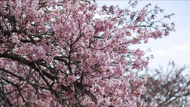 Hoa anh đào Nhật Bản nở sớm đón nắng Xuân