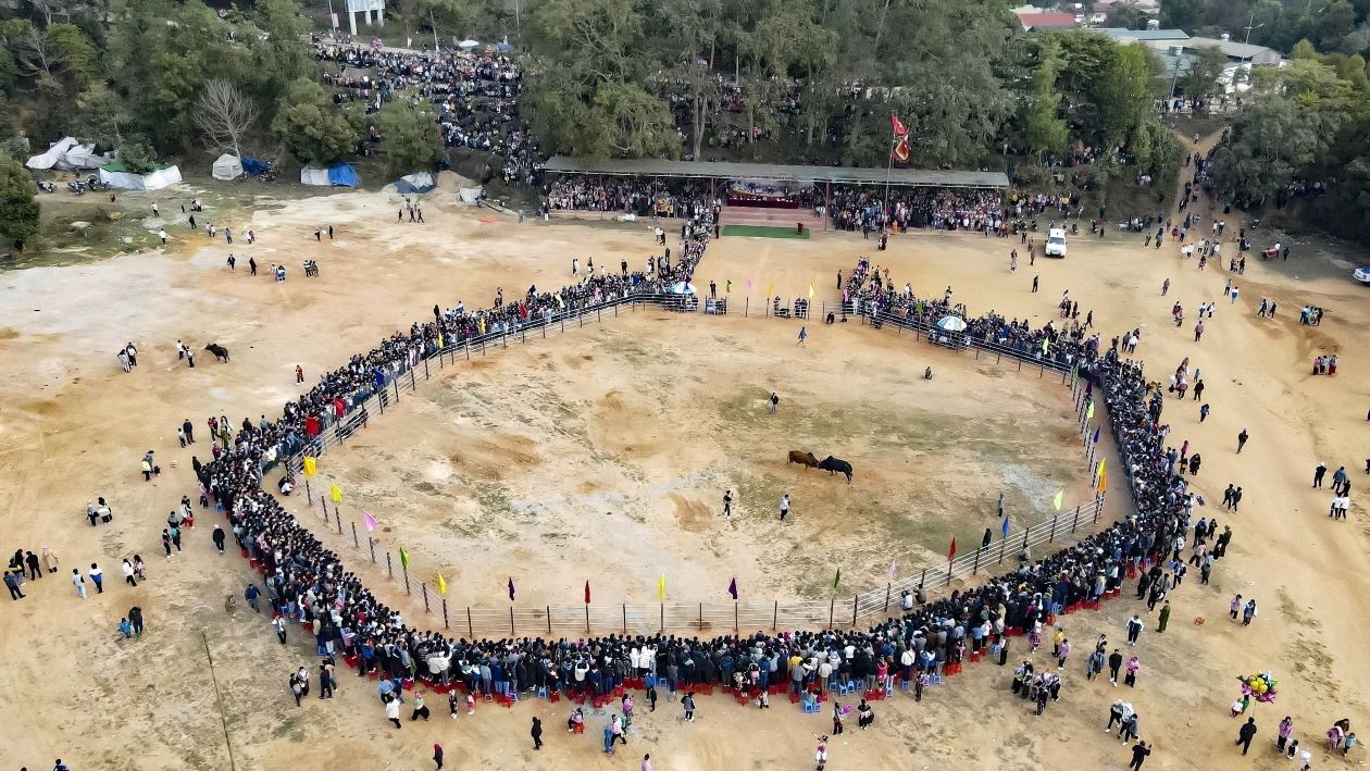 Hội chọi bò đầu Xuân tại vùng cao Điện Biên Đông Hội chọi bò đầu Xuân tại vùng cao Điện Biên Đông