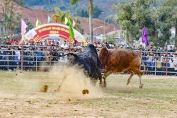 Hội thi chọi bò Xuân Giáp Thìn 2024: Nét đẹp văn hóa  vùng cao Điện Biên Đông