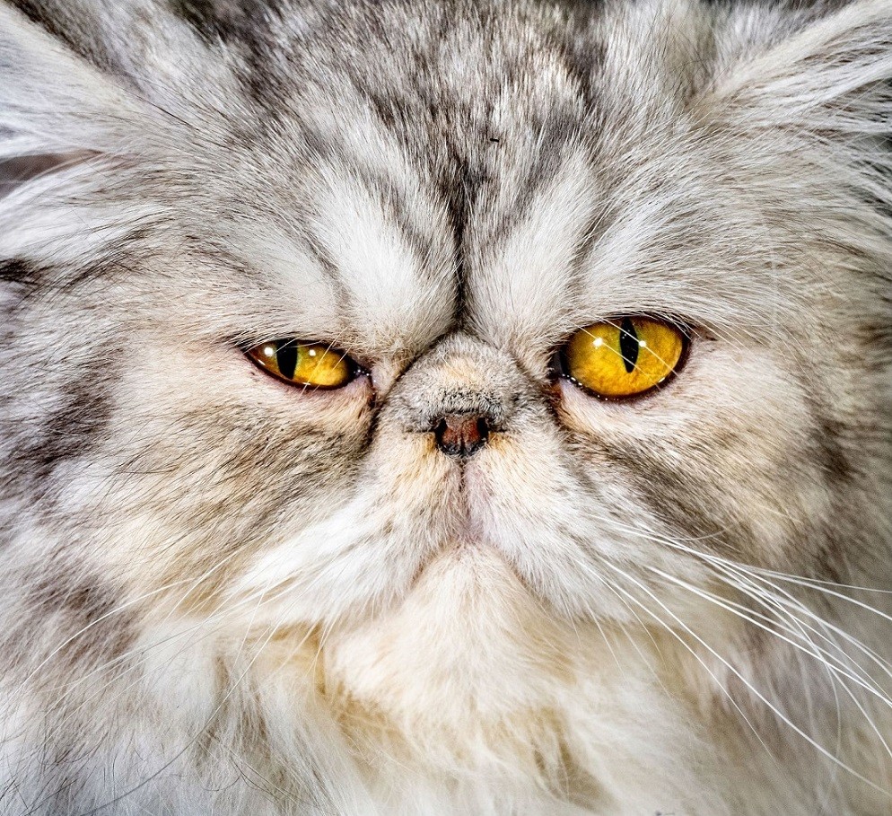 Ảnh ấn tượng (5 11/2): Ông Putin kể việc đề xuất Nga xích lại gần NATO, Ukraine sa thải Tổng tư lệnh VSU, Mỹ nói Israel phản ứng ‘quá đáng’ ở Dải Gaza