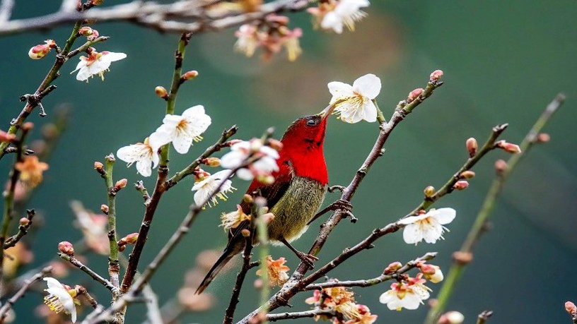 Du Xuân đầu năm: Lộ diện vườn hoa mơ trắng, đẹp lộng lẫy như thiên đường tại Ninh Bình