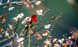 Du Xuân đầu năm: Lộ diện vườn hoa mơ trắng, đẹp lộng lẫy như thiên đường tại Ninh Bình