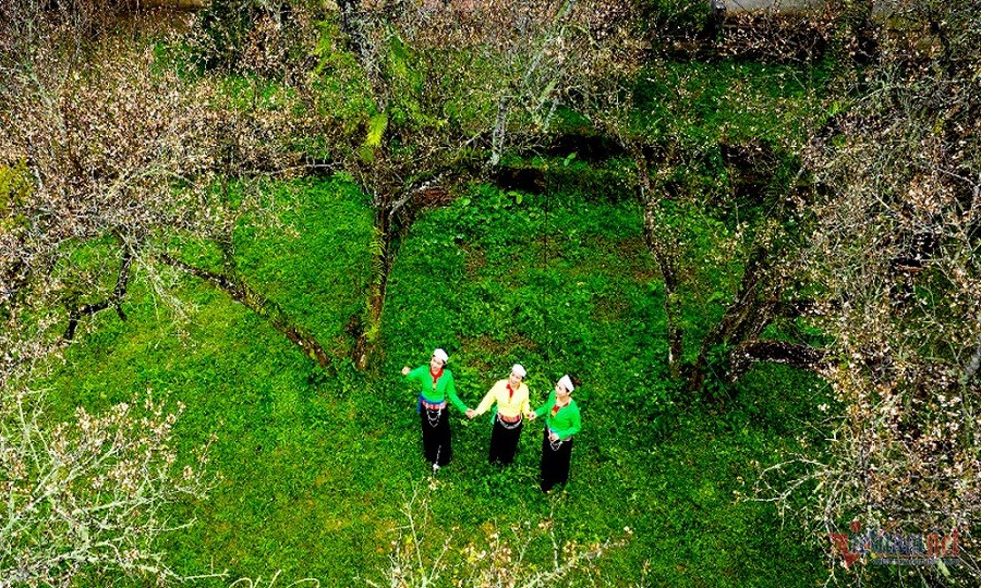Những thiếu nữ dân tộc Mường tạo dáng dưới tán hoa mơ nở trắng (Ảnh: Trường Huy) Những thiếu nữ dân tộc Mường tạo dáng dưới tán hoa mơ nở trắng (Ảnh: Trường Huy)
