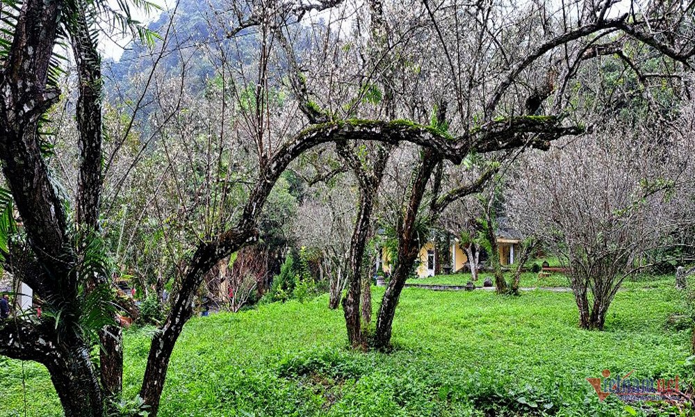 Cây mơ cổ thụ 60 năm tuổi, thân hình lớn xù xì, rêu phong. Không giống như những loài hoa khác, hoa mơ khi đã nở là nở ồ ạt, nở tràn từ gốc đến ngọn. Từ những gốc cây xù xì, thô kệch, mốc thếch, những bông hoa mơ khi nở phủ cành trắng xóa, tạo khung cảnh nên thơ. Cây mơ cổ thụ 60 năm tuổi, thân hình lớn xù xì, rêu phong. Không giống như những loài hoa khác, hoa mơ khi đã nở là nở ồ ạt, nở tràn từ gốc đến ngọn. Từ những gốc cây xù xì, thô kệch, mốc thếch, những bông hoa mơ khi nở phủ cành trắng xóa, tạo khung cảnh nên thơ.