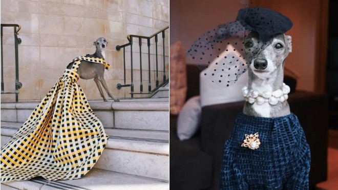 Cuộc sống sang chảnh của chú chó được săn đón nhiều trên các sàn diễn thế giới
