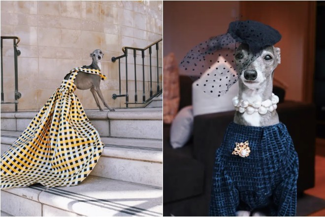 Cuộc sống sang chảnh của chú chó được săn đón nhiều trên các sàn diễn thế giới Cuộc sống sang chảnh của chú chó được săn đón nhiều trên các sàn diễn thế giới