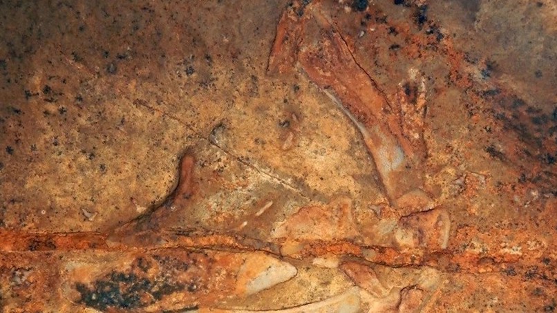 Mỹ phát hiện hai loài cá mập cổ đại 325 triệu năm tuổi trong hang động dài nhất thế giới