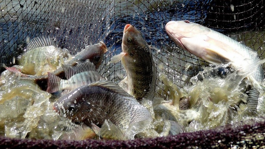 Thị trường EU 'chuộng' cá rô phi Việt Nam