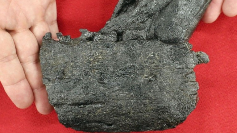 Nhật Bản: Hóa thạch xương hàm khủng long Tyrannosaurid lần đầu tiên được tìm thấy