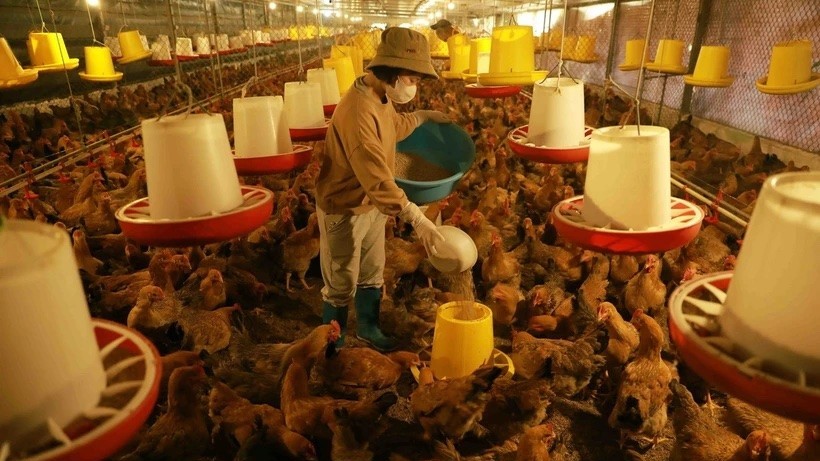 Cơ hội thúc đẩy xuất khẩu thịt gia cầm sang Trung Quốc