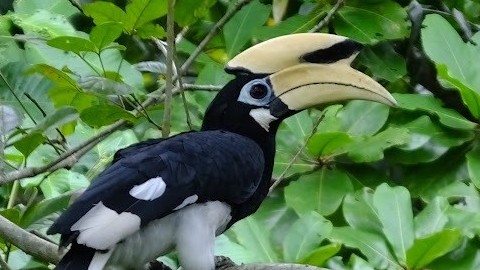 Loài chim quý hiếm hồng hoàng phương Đông vượt qua loạt thử thách giải đố cấp độ cao