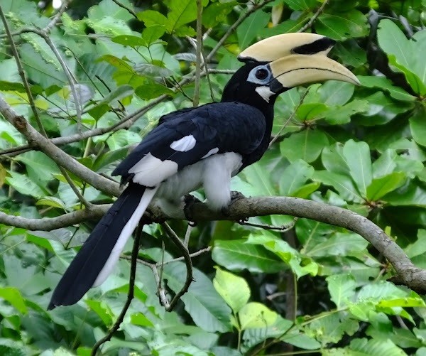 Loài chim quý hiếm hồng hoàng vượt qua loạt thử thách giải đố cấp độ cao Loài chim quý hiếm hồng hoàng vượt qua loạt thử thách giải đố cấp độ cao