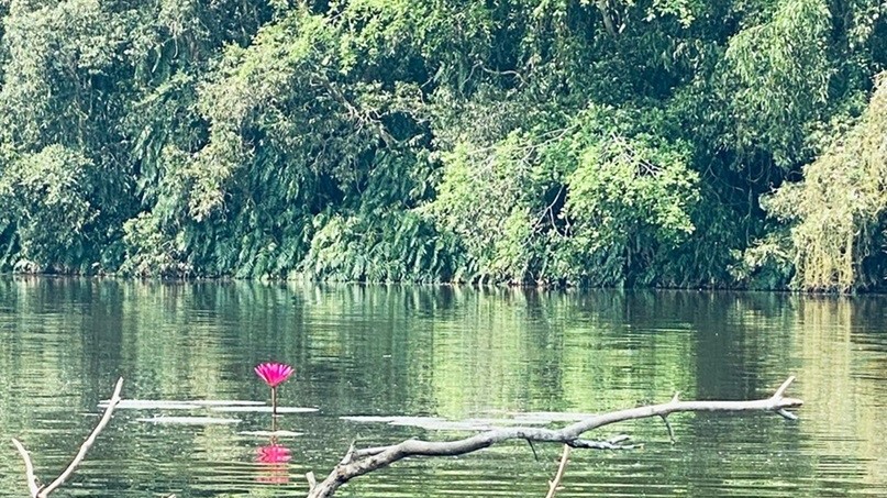 Đến Tham quan Khu bảo tồn Đồng Tháp Mười đề trải nghiệm du lịch chữa lành