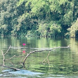 Đến Tham quan Khu bảo tồn Đồng Tháp Mười đề trải nghiệm du lịch chữa lành