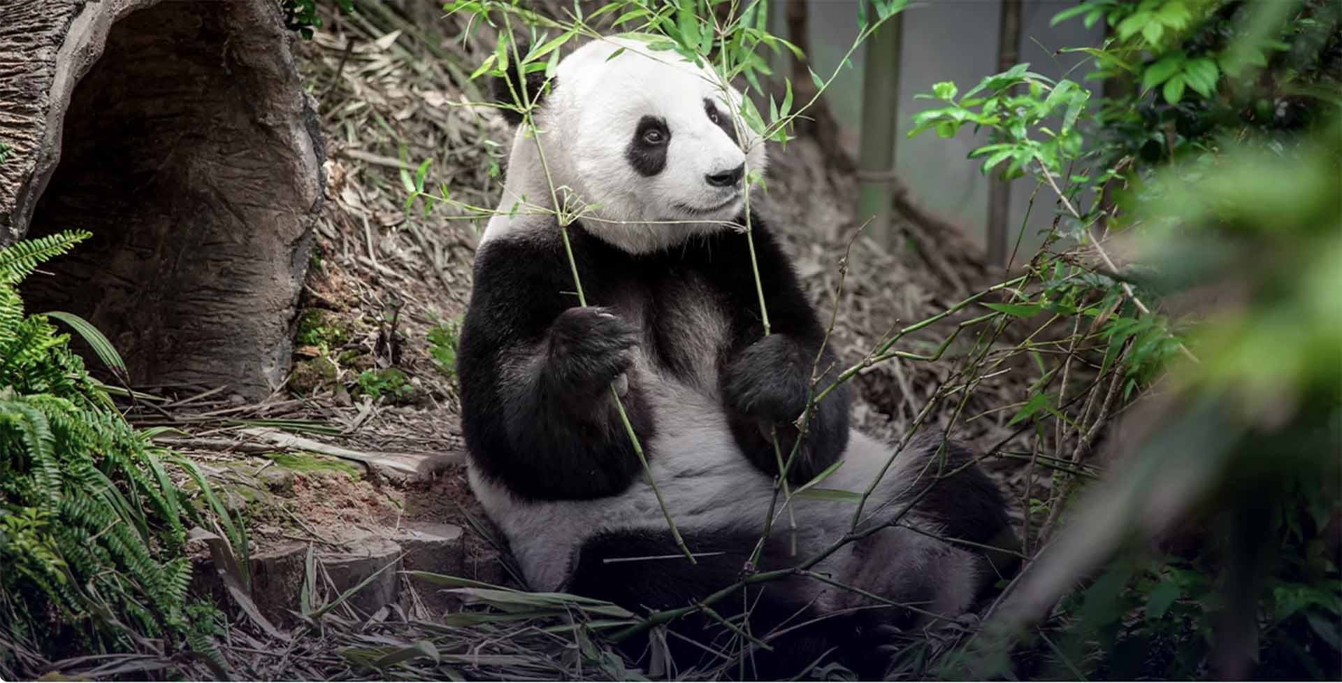 Ngoại giao gấu trúc ở Thái Lan