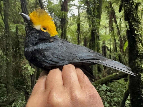 Bất ngờ chụp được bức ảnh đầu tiên về loài chim mũ mào vàng sau gần 20 năm Bất ngờ chụp được bức ảnh đầu tiên về loài chim mũ mào vàng sau gần 20 năm