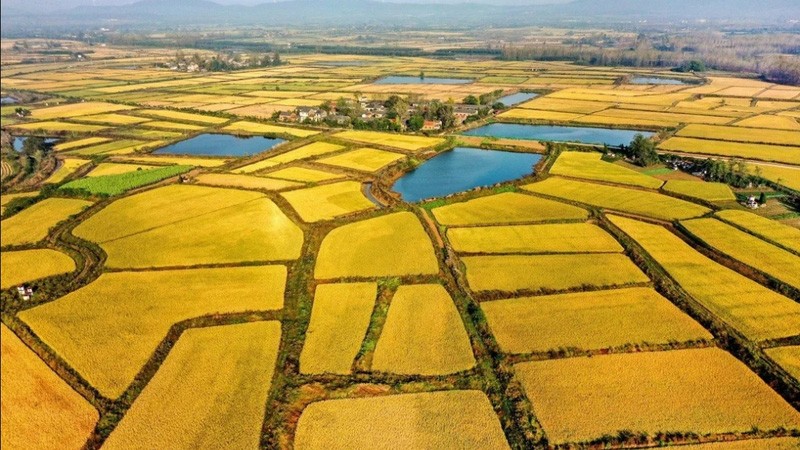 Hướng dẫn xác định loại đất theo Luật Đất đai 2024 Hướng dẫn xác định loại đất theo Luật Đất đai 2024