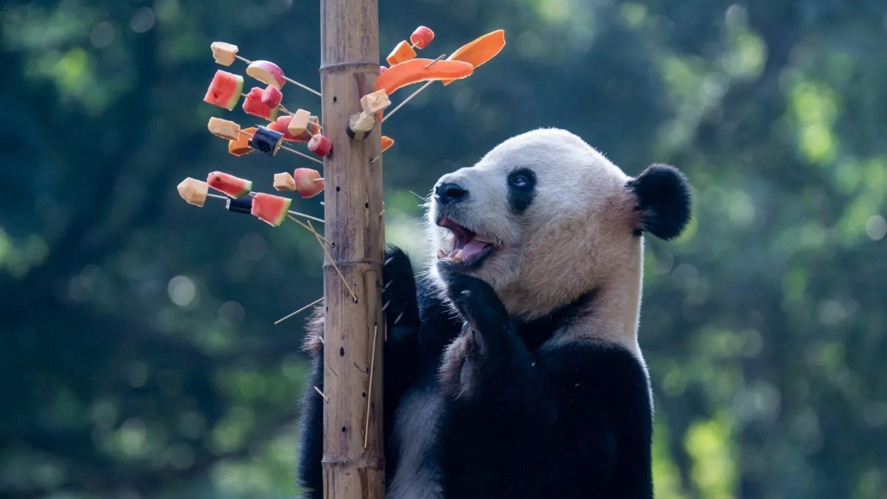 Sự trở lại của ngoại giao gấu trúc Trung Quốc