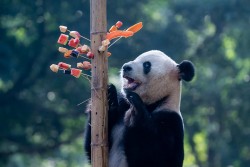 Sự trở lại của ngoại giao gấu trúc Trung Quốc